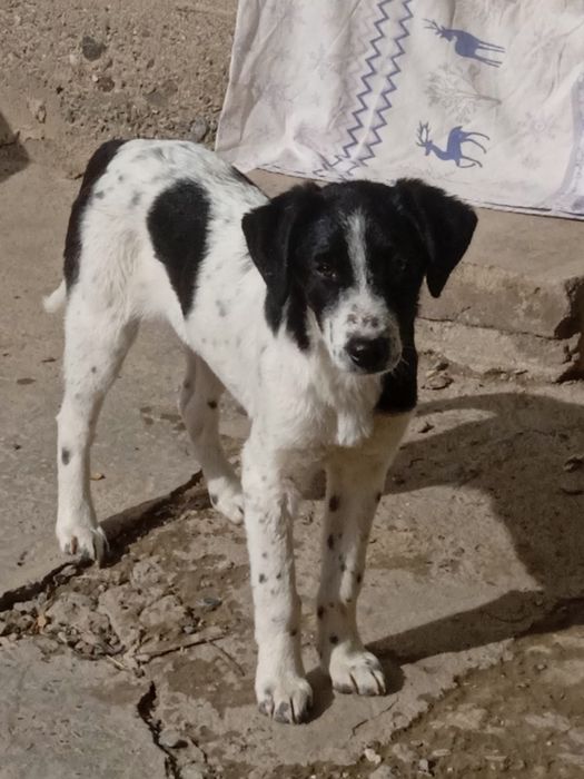 Продаются ЩЕНКИ! Ретривер+метис