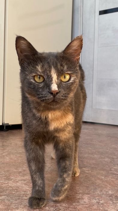 Кошка в поисках дома