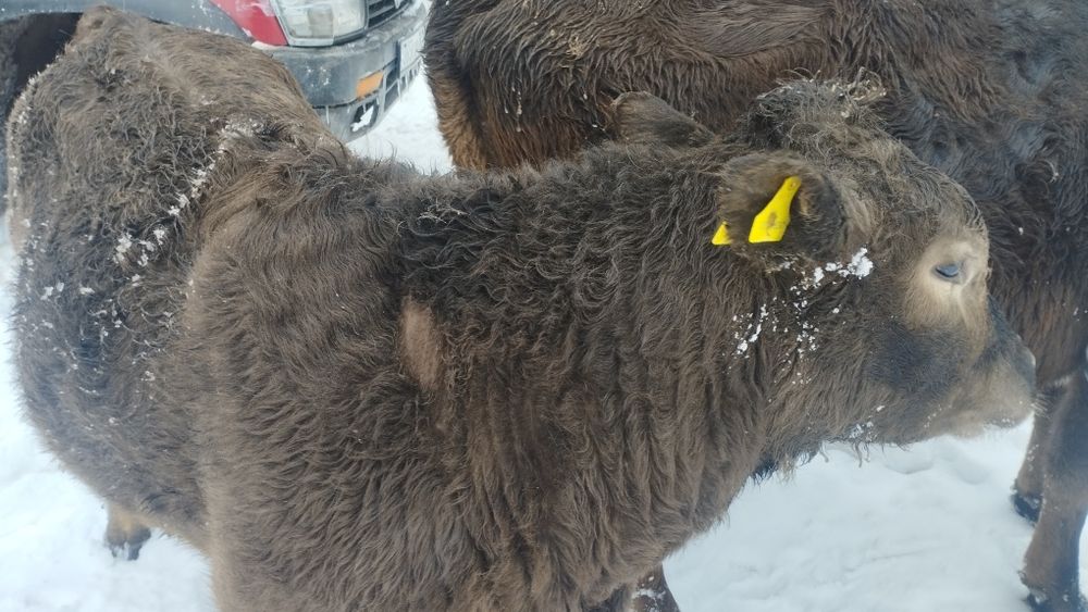 Бычки продаются.