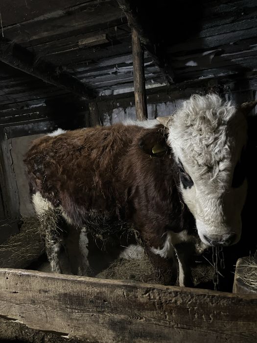 Продам бычка подсосного