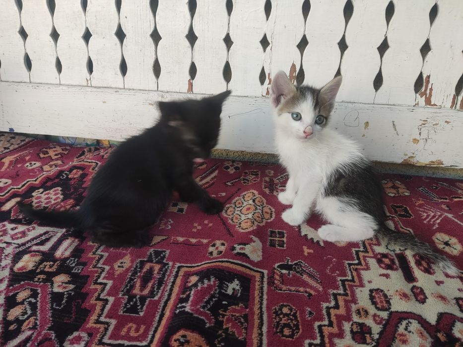 Donez doi pisici