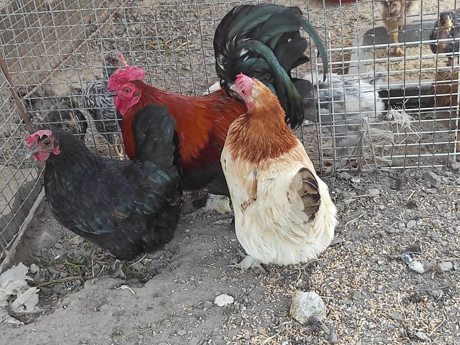 Продам карликовых курей