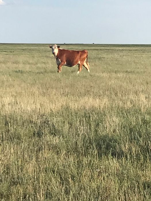 ПРОДАМ Карова 3 корова