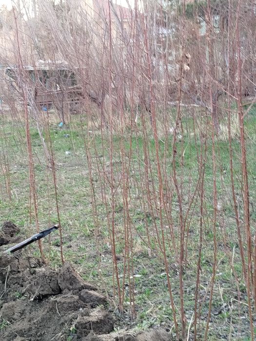 Нихоллар сотилади