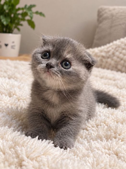 Продается котёнок