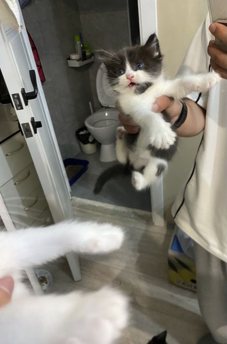 Отдам котят в хорошие руки