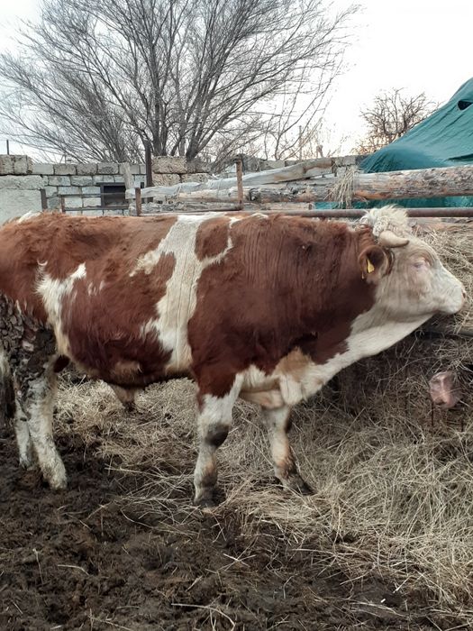 Продам быка на племя