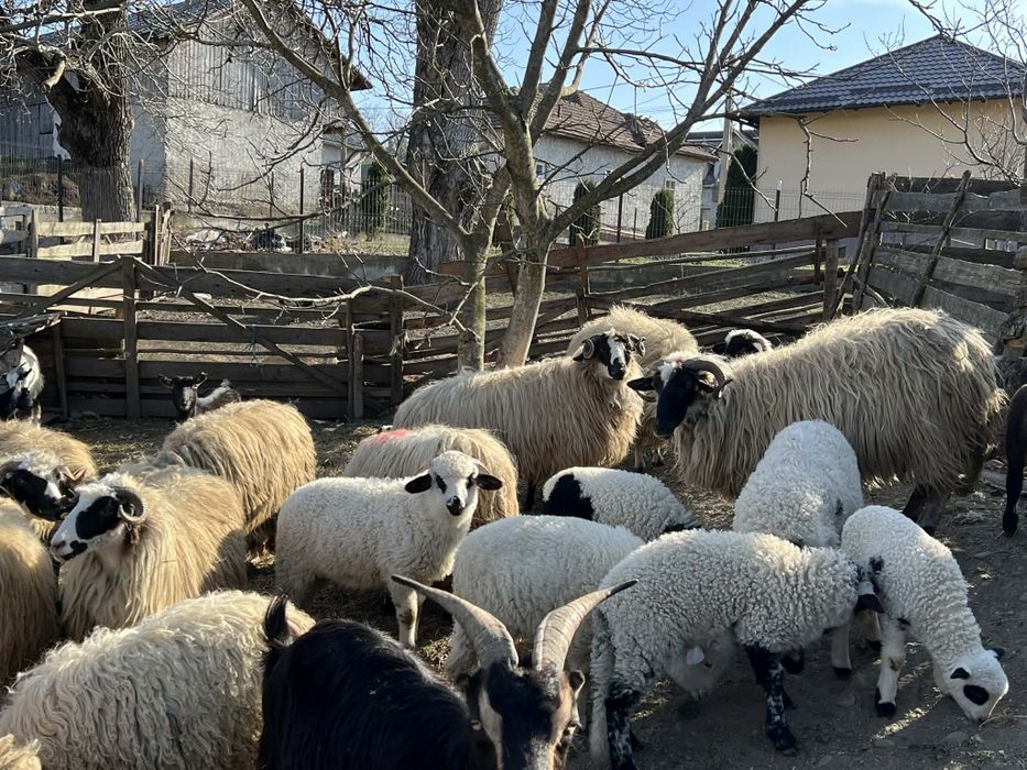 Vând 12 oi din 25 pe ales