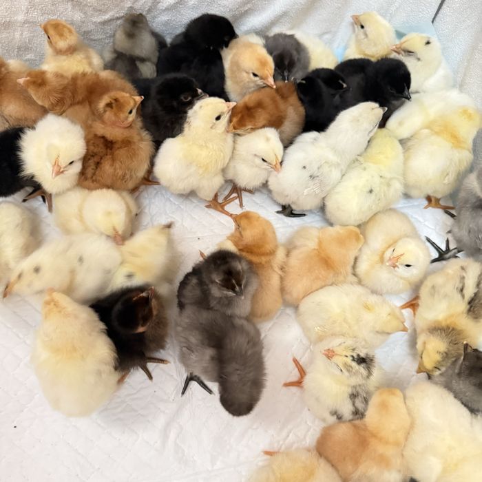 Цыплята , домашних разных пород.