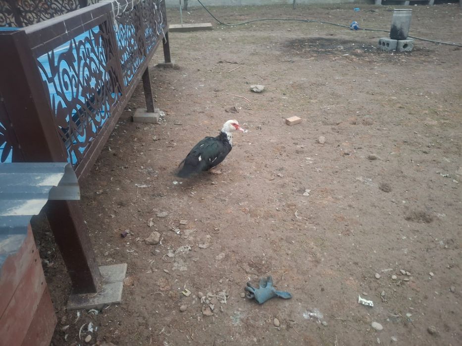 Продается индоутки от 5000 тысяче