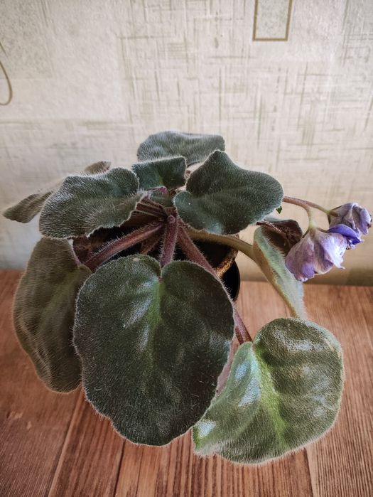 Продам цветы феалки