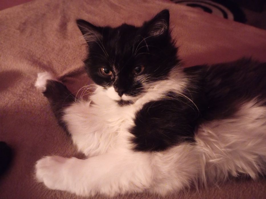 кошка котенок девочка