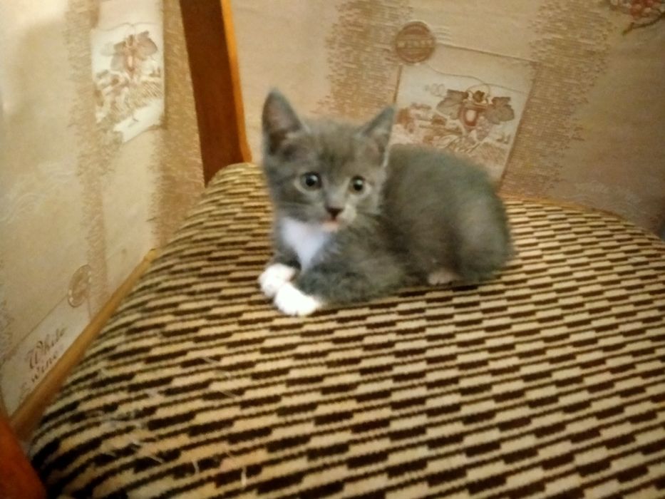 Котята вислоухой шотландки