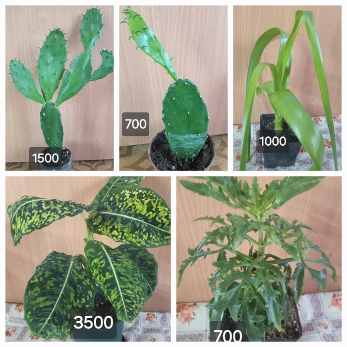 комнатные растения