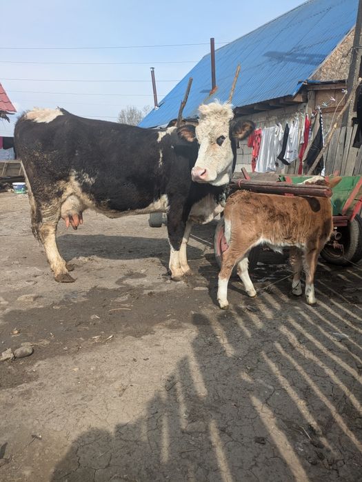 Vând vaca fătată cu vitica