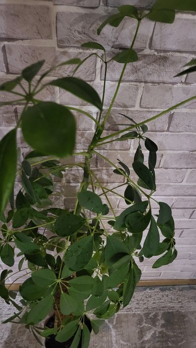 Шеффлера (лат. Schéfflera) комнатный цветок