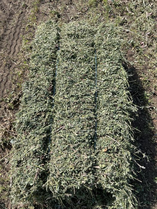 Baloti lucernă ultima coasă