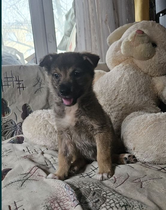 Отдам щенка  в добрые руки