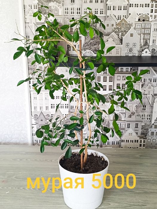 Продам дорого цветы