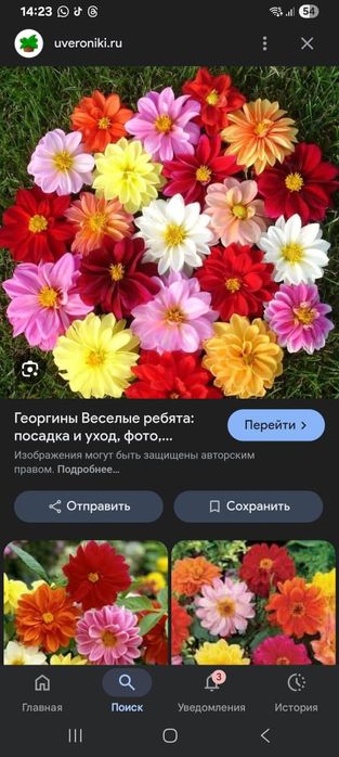 Продам рассаду цветов