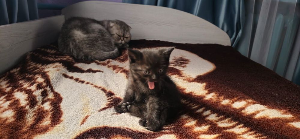 Скоттиш страит котёнок