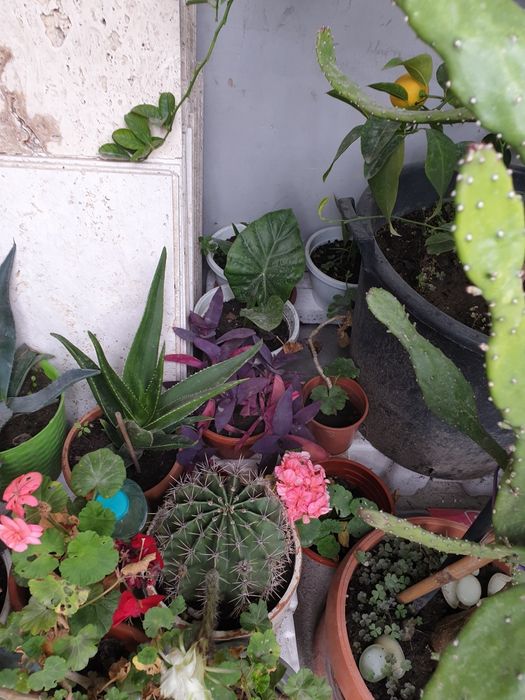 Lămi si plante decorative cufrunze verzi la 1200 lei