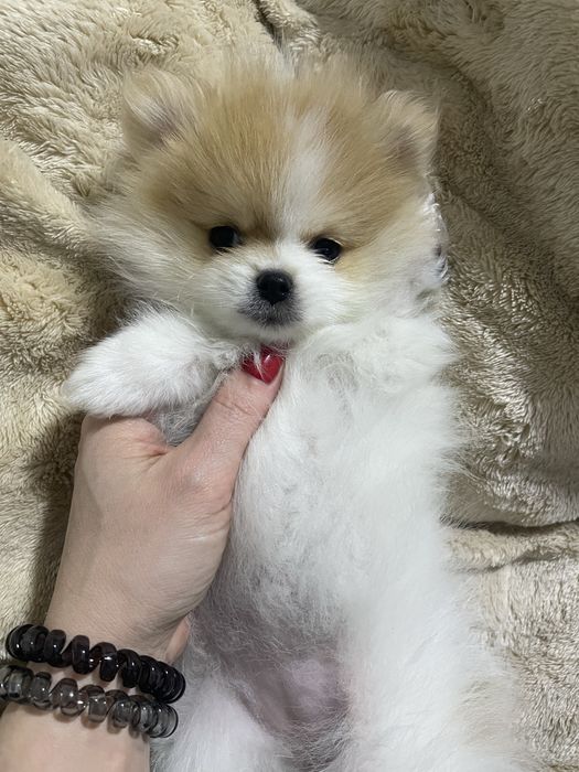 Шпиц девочка пати колор