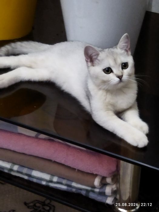 Срочно продается котенок