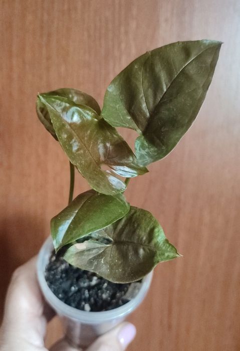 Сингониумы- растения комнатные