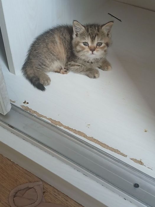 Котята . Mushukchalar