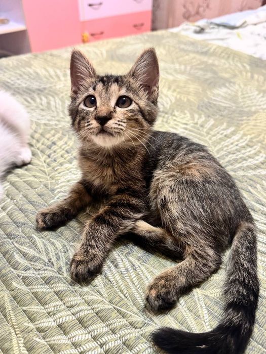 Котёнок девочка бесплатно