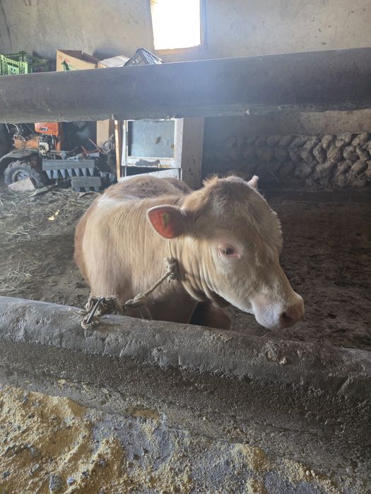 Бұқа, бұзау, Тайынша, буқа