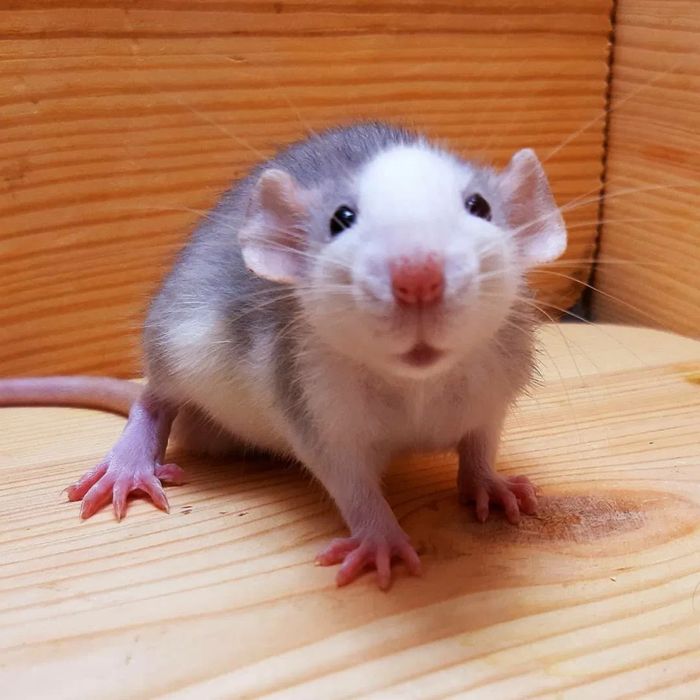 Крысы Дамбо разных окрасов (1месяц) в зоомагазине «Живая Природа»