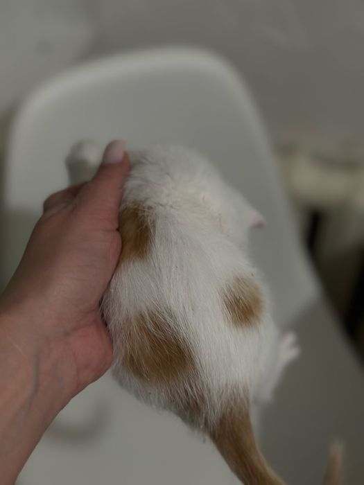 Котята в поисках дома