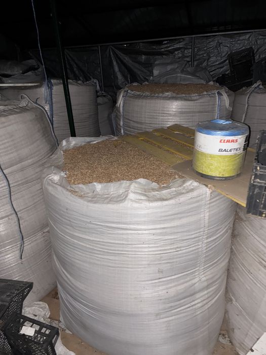 Grau si porumb  productia anului 2025