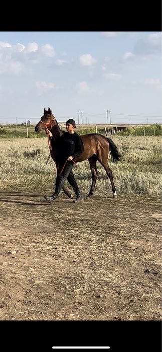 Таза канды тай сатылады!!!