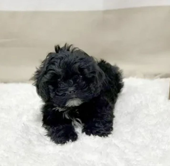 Девочка мальтипу F1, мини