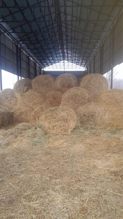 Срочно продам СЕНА