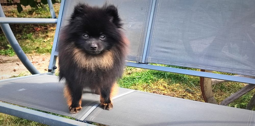 Femela disponibilă cu Pedigree din părinți campioni.