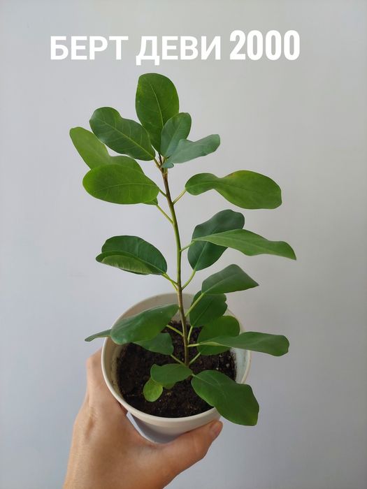 Комнатные растения