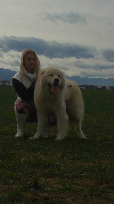 Кавказка овчарка