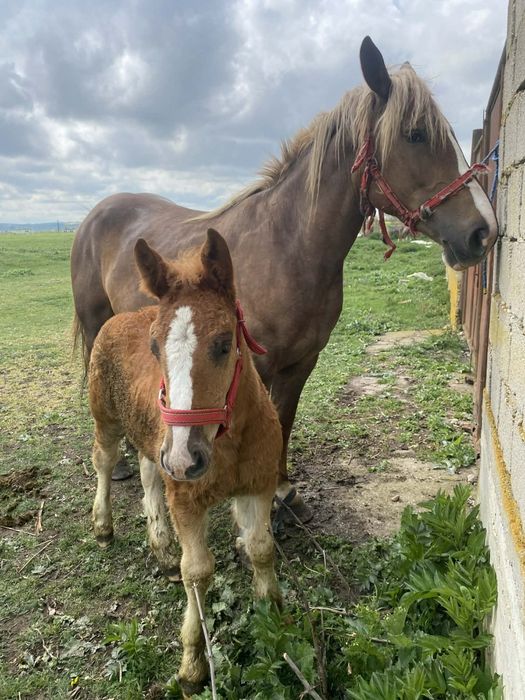 Vand iapa cu manza !