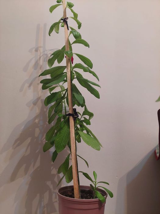 Әр түрлі гүлдер әр түрлі бағада