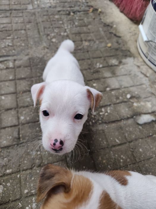 Джак Ръсел Териер