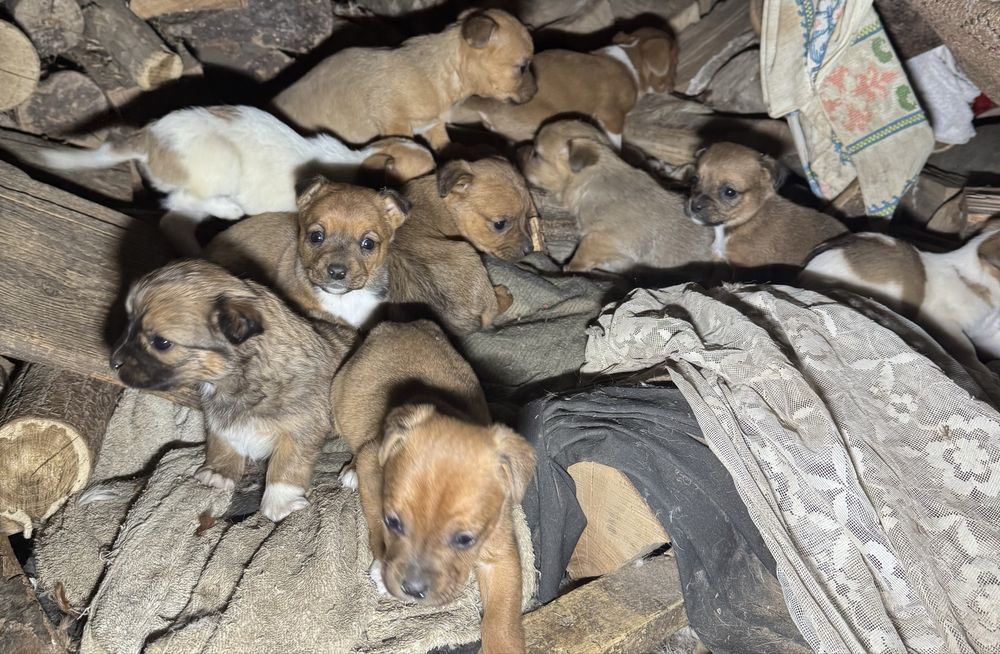 Donez catelusi de talie mica