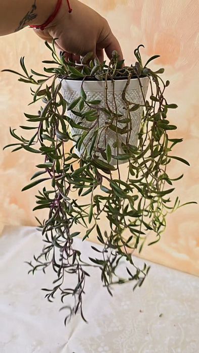 Фикус Тинеке,  шлюмбергера