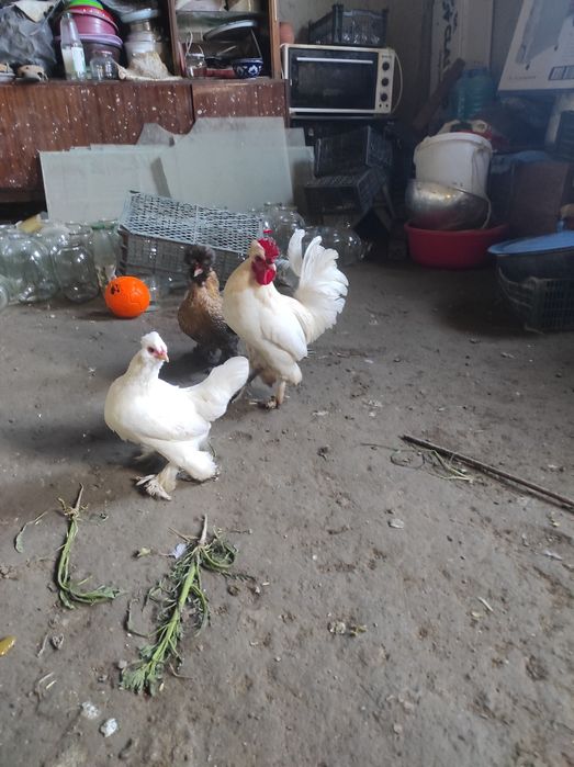 Япончалар сотилади