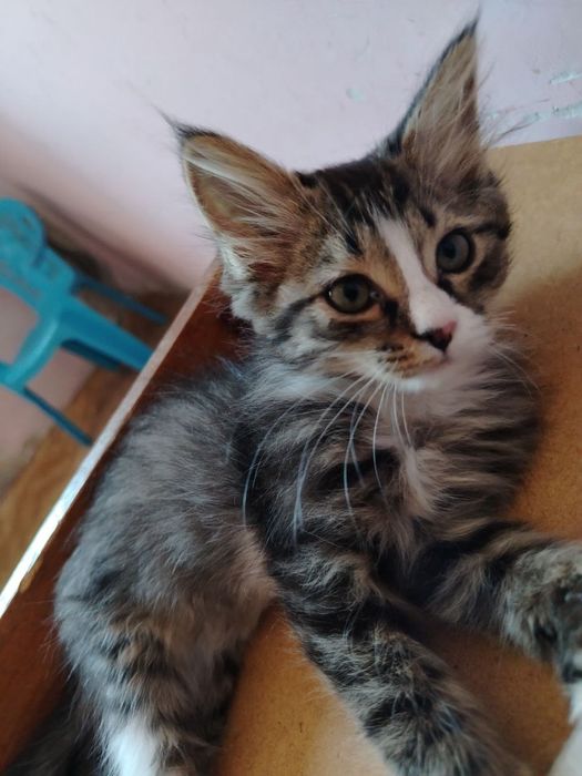 Котенок ищет дом