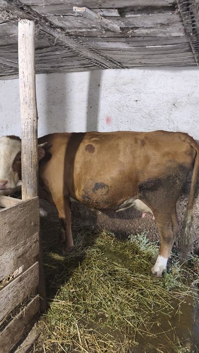 Vacă bălțată Românească, două fătări 13...14  l lapte pe zi
