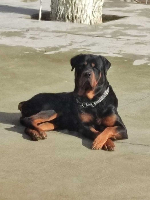 Готовятся к продаже чистокровные щенки ротвейлера.